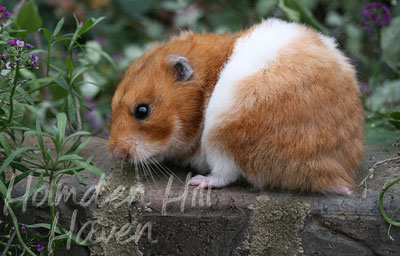Fergie- Golden Tortoiseshell and White (Banded) Longhaired